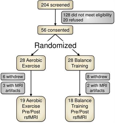 Effects of a 12-Week Aerobic Spin Intervention on Resting State Networks in Previously Sedentary Older Adults